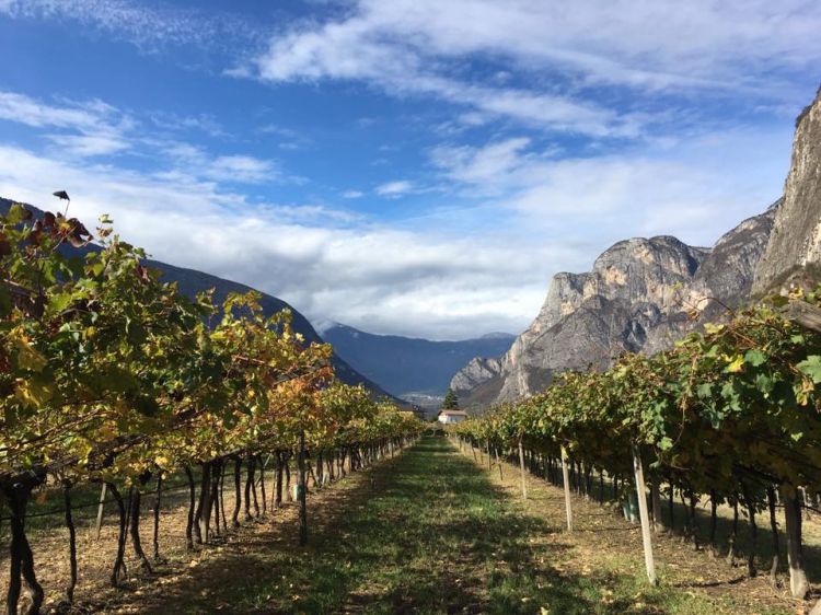 I vigneti dell'azienda Donati
