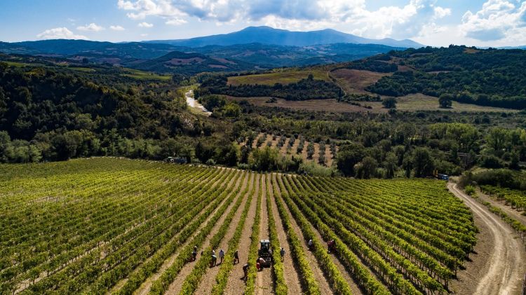 Un'immagine di un vigneto dell'azienda