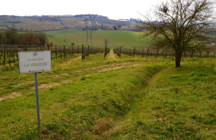 Uno dei vigneti di Montepulciano
