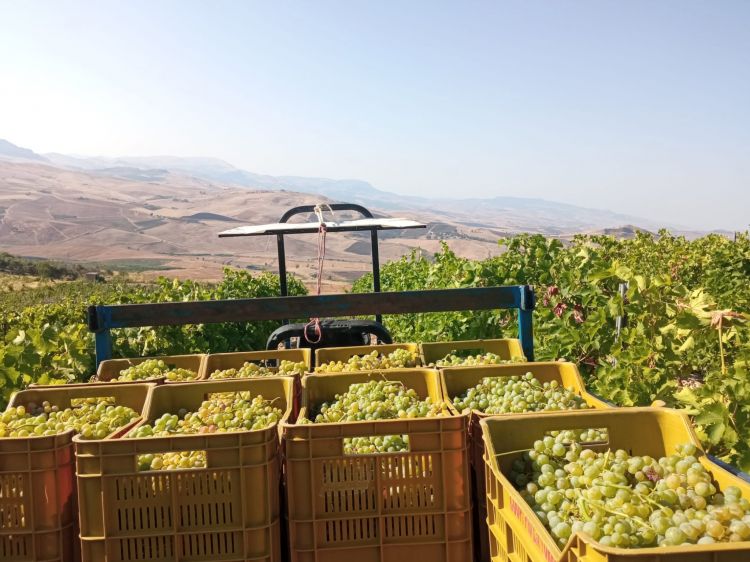 Un momento della vendemmia