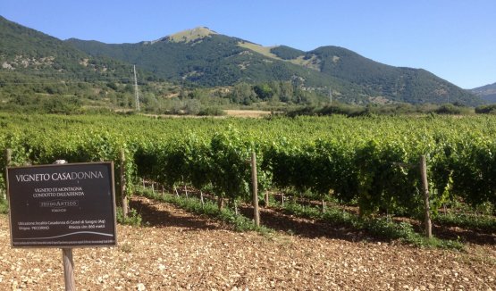 The heroic vineyard of pecorino in Casadonna