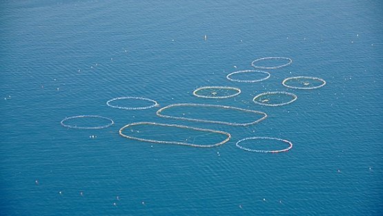 Le grandi reti circolari che, alla fine della pesc