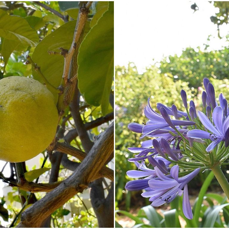 Jardines del Mirazur, cinque giardini - i cinque cuori pulsanti dell'Universo Mirazur - dove si coltivano oltre 300 varietà di piante, secondo gli insegnamenti della biodinamica e della permacultura
