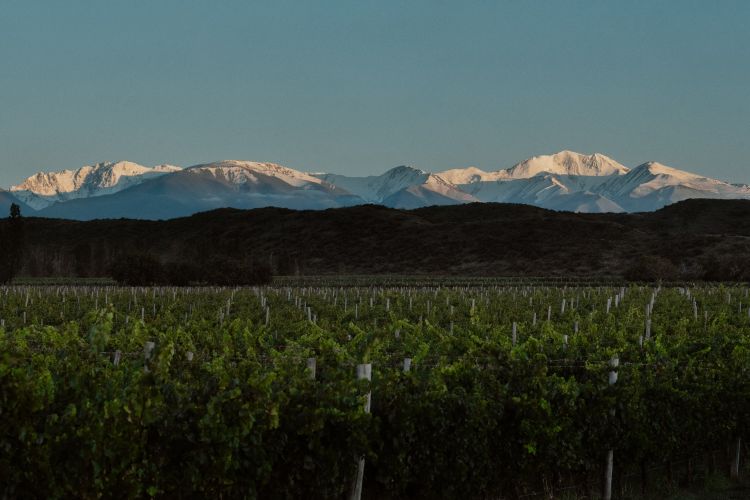 Adrianna Vineyard
