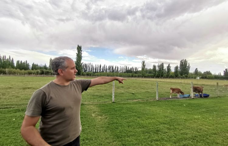 For the production of his cheese Mauricio only uses milk produced by his animals, 50 Jersey cows, 80 goats and around 50 sheep
