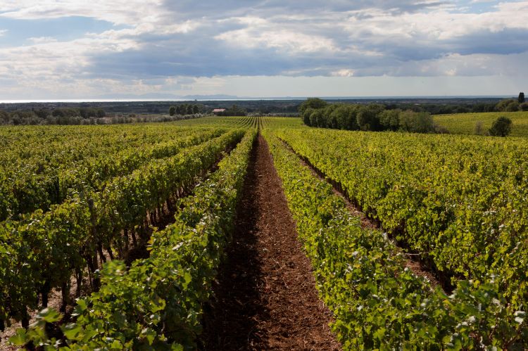 I vigneti di Podere Sapaio