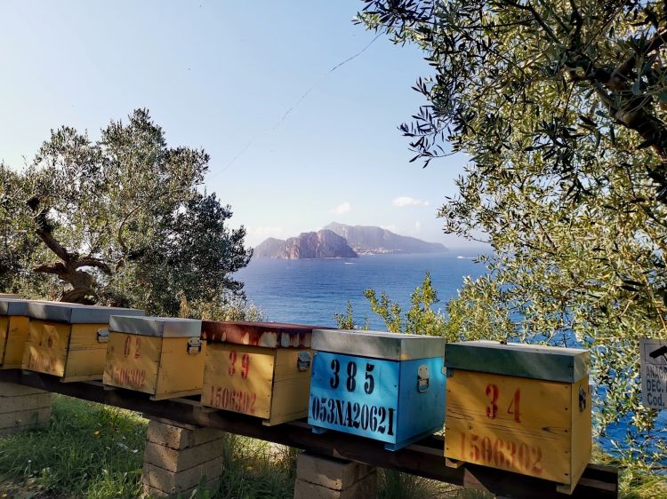 Tra le arenie e gli ulivi dell'azienda agricola biologica Le Peracciole, orto del ristorante Don Alfonso, spuntano i faraglioni dell'isola di Capri