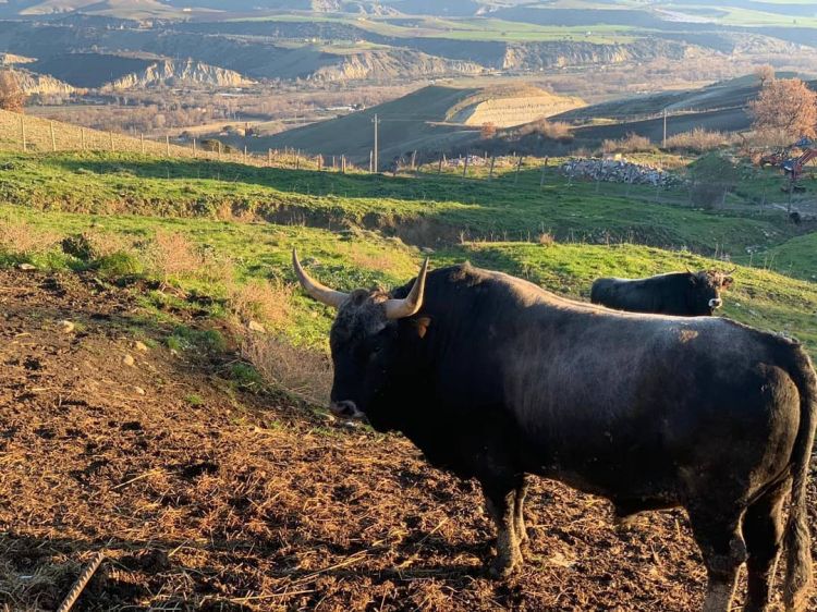 Paesaggi delle Dolomiti lucane
