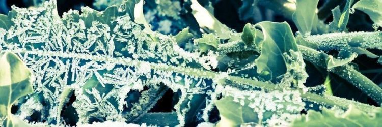 Il broccolo fiolaro di Creazzo &egrave; un ortaggio tipico, una variet&agrave; di broccolo invernale che non forma una testa unica ma produce numerosi piccoli germogli laterali chiamati fioi&nbsp;("figli", in lingua veneta), che si raccolgono da novembre a febbraio, preferibilmente dopo le prime gelate
