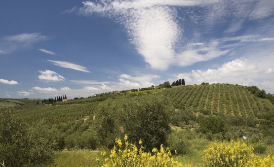 Gli splendidi oliveti del Frantoio Franci, in Toscana