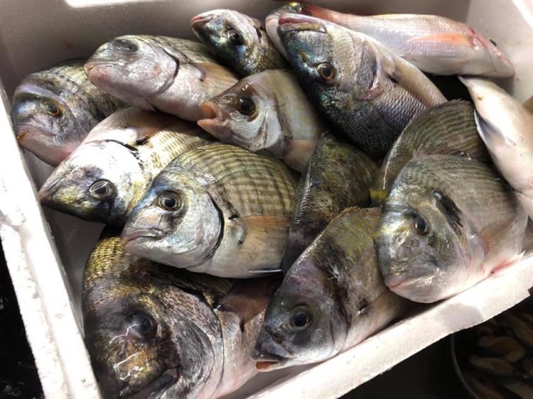 Un esempio di pescato quotidiano da Tuccino