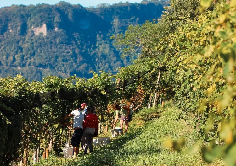 La vendemmia nei vigneti della Nino Franco
