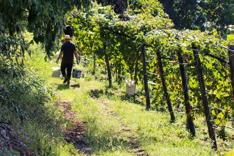 Un momento della vendemmia
