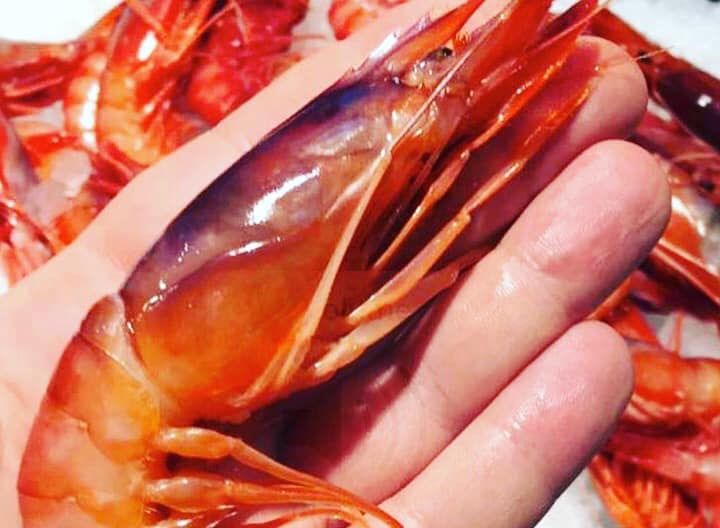 I gamberi viola di Gallipoli, protagonisti di un piatto con Orecchiette baresi e vongole