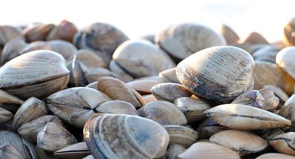 Cloudy Bay Clams
