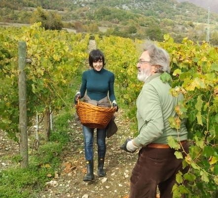 EMBEDDED. The author of our piece helping in between the vineyards at Casadonna (photo Il Centro di Pescara)