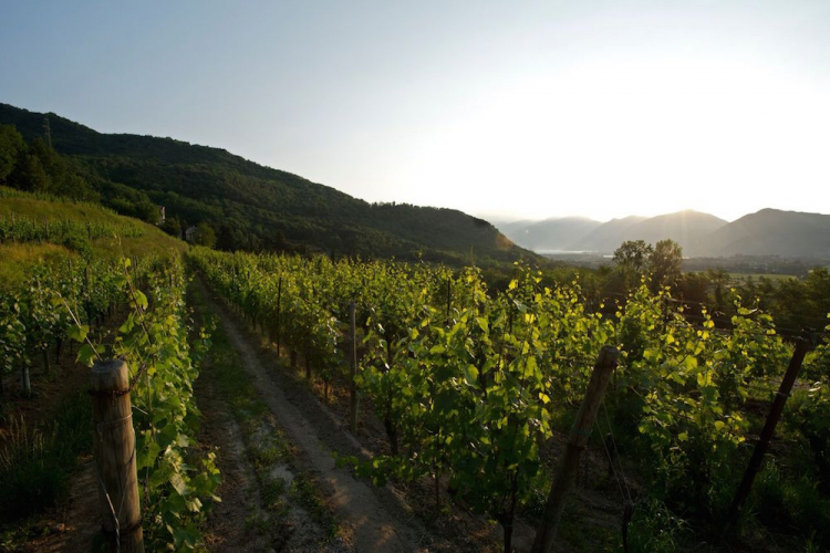 The Uccellanda vineyard at Bellavista
