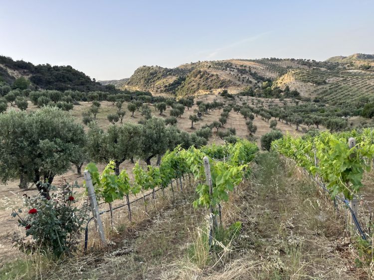 Le vigne dell'azienda: l'obiettivo prossimo è produrre 90mila bottiglie all'anno
