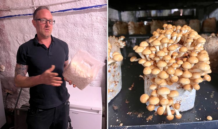 Mathias Kroll, coltivatore di funghi dell'azienda Edelpilzzucht Kroll di Offenbach e suoi enoki
