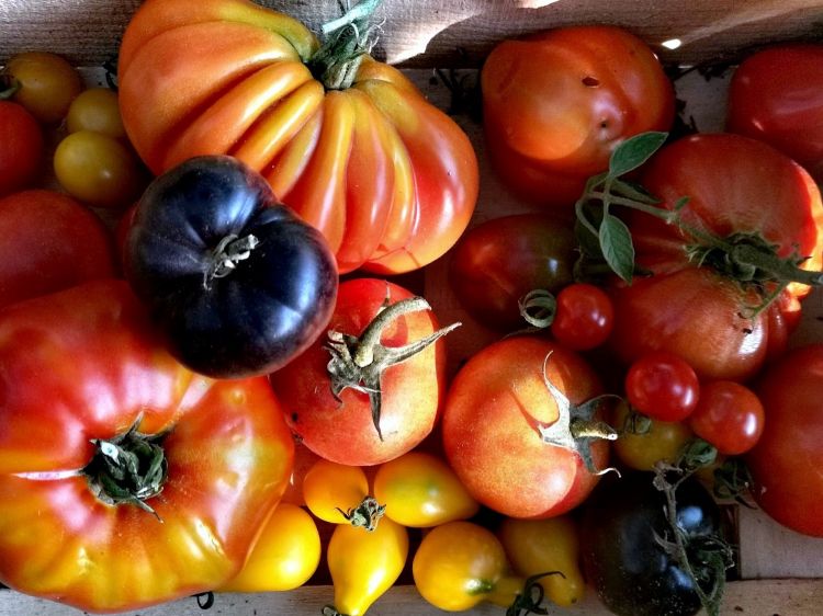 Quando la Luna transita in un segno di fuoco, la linea guida del menuu è quella dei frutti disponibili. Tra questi, in estate, troviamo i pomodori. Nei giardini-orti di Mirazur se ne coltivano 30 diversi tipi
