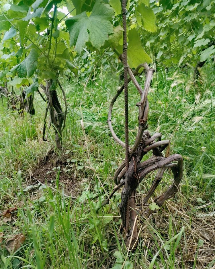 Le viti, come liane, riprodotte non per talea ma per autofecondazione: utilizzando i vinaccioli della pianta. L’obiettivo del progetto “viti da seme” mira a permettere al vitigno di esprimere la sua naturale e intrinseca variabilità genetica e morfologica (che si perde con la riproduzione per talea)