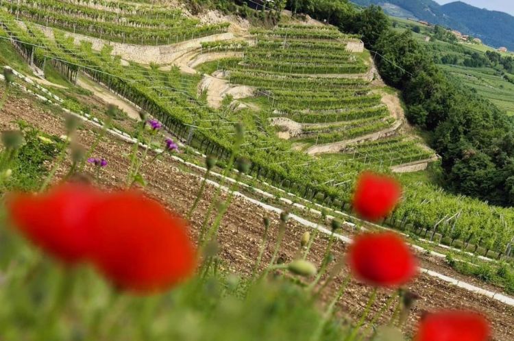 Una bella immagine dei vigneti della Valpolicella