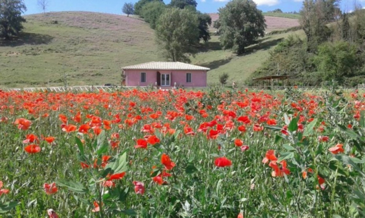 Immerso in un prato di papaveri, l'ingresso de