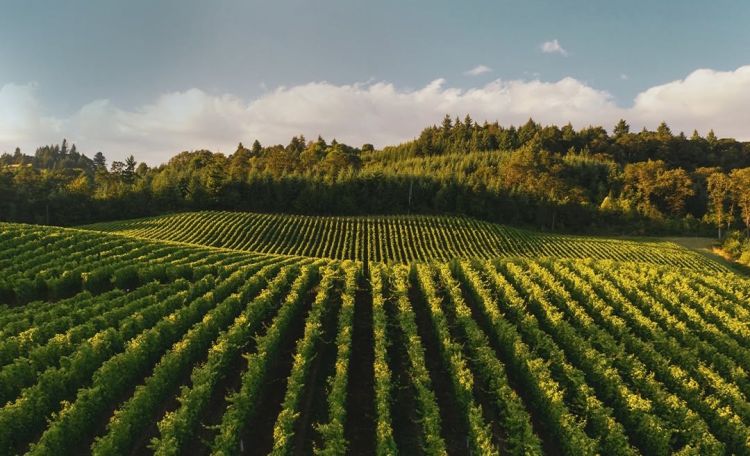 Vigneti di Prosecco DOC
