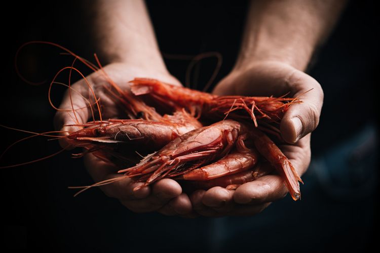 I gamberi Rosso di Mazara
