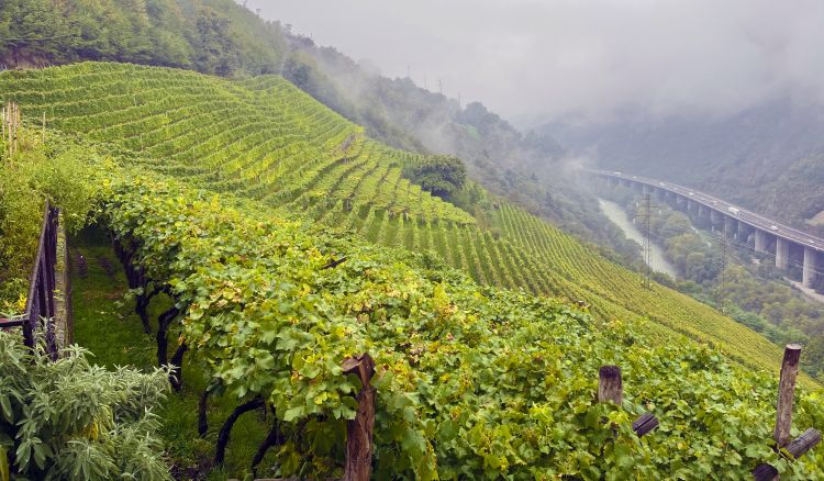 I vigneti di Tenuta Hofstätter