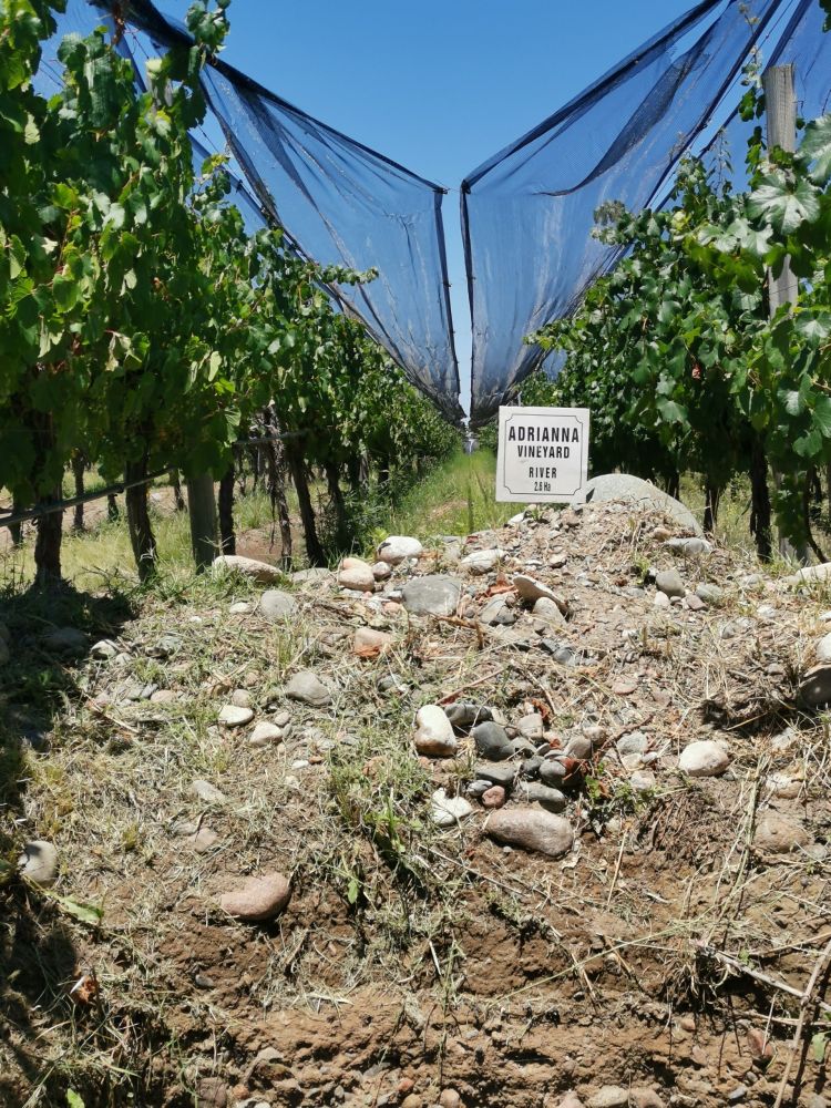 Una parcella di Adrianna Vineyard