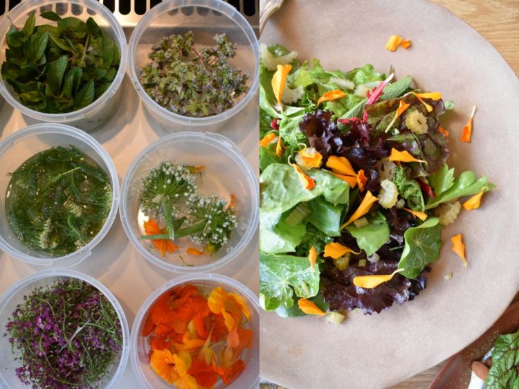 Una frazione appena della coloratissima mise en place della cucina a vista, piena dei colori e dei profumi dell’orto. Nell’insalata a destra: oltre venti diversi tipi di foglie
