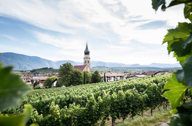 I vigneti di Cantina San Paolo