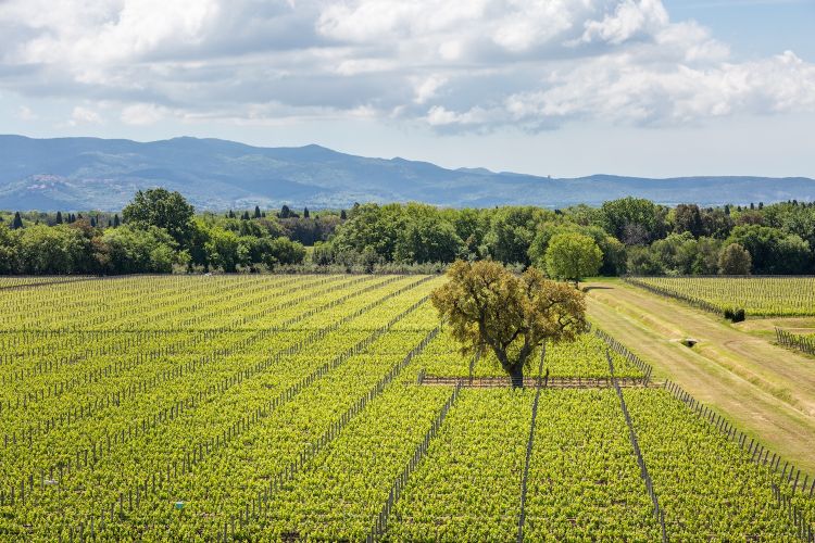 La tenuta di Poggio al Tesoro e, sotto, i suoi vini
