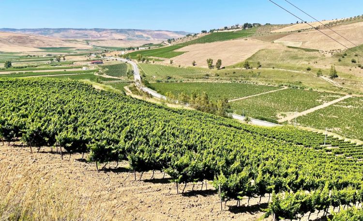 Uno scorcio dei vigneti aziendali
