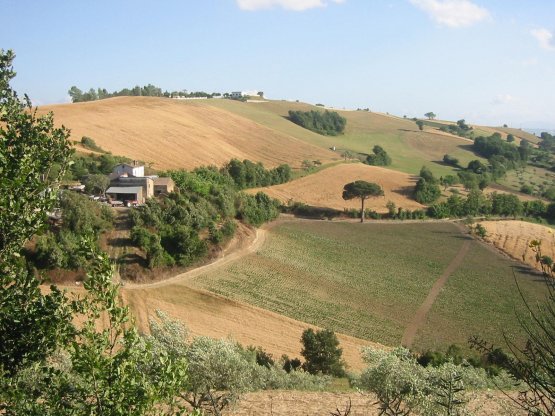 The vineyards of Mastroberardino’s estate in Apice