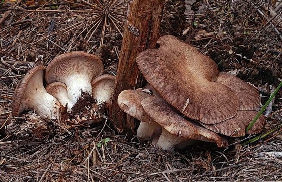Un'immagine di funghi cardoncelli selvatici che lo chef della Locanda Severino a Caggiano in provincia di Salerno, Vitantonio Lombardo, proporrà a ottobre a Identità New York