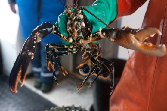 Lobster fishing, offing the Kosterhavet Marine Nat