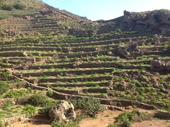 The typical terraces that make it possible to grow Zibibbo on the island