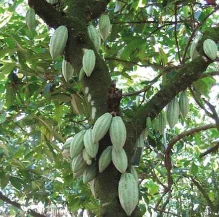 Un particolare di una pianta di cacao: il cioccolato arriva da lì, da quelle fave pallide che vediamo pendere da tronco e rami, al termine di uno straordinario processo agricolo e produttivo