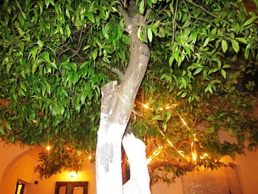 Il giardino