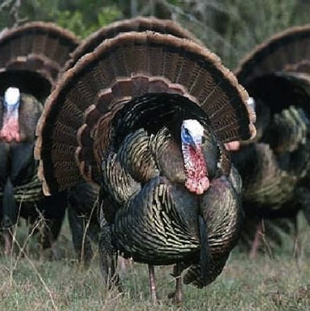 C'è tacchino e tacchino, questo nella foto è il Tacchino comune, il Meleagris gallopavo