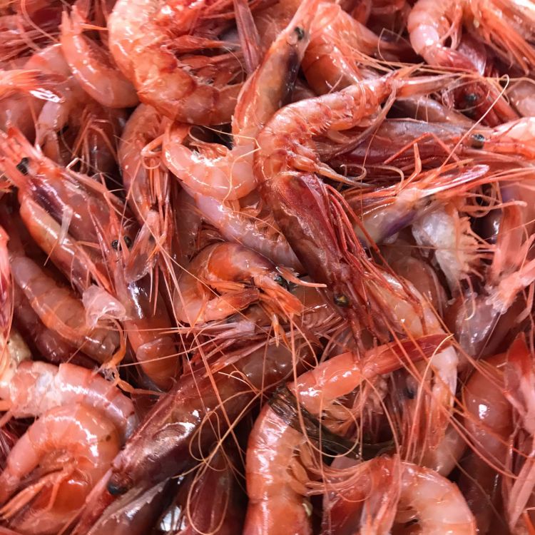 Gamberi appena pescati dalle barche che lavorano a Torre del Greco con il ristorante Il Comandante. E fotografati da Salvatore Bianco
