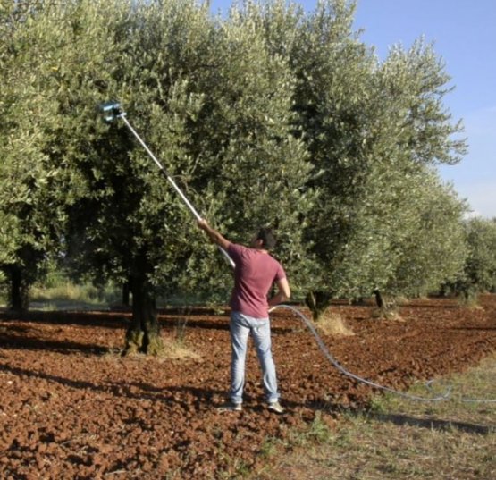 La raccolta delle olive in molti casi viene ancora