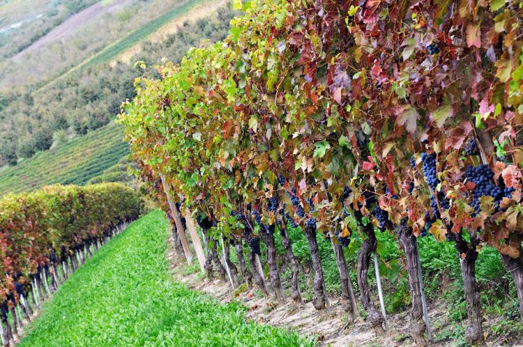 I vigneti a pochi giorni dalla vendemmia
