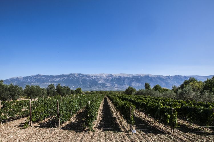 Uno splendido paesaggio dell'Abruzzo vitivinicolo
