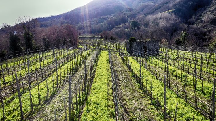 Un'altra immagine dei vigneti