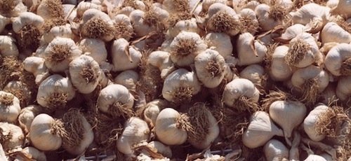 Voghiera Garlic, an important PDO in the province 