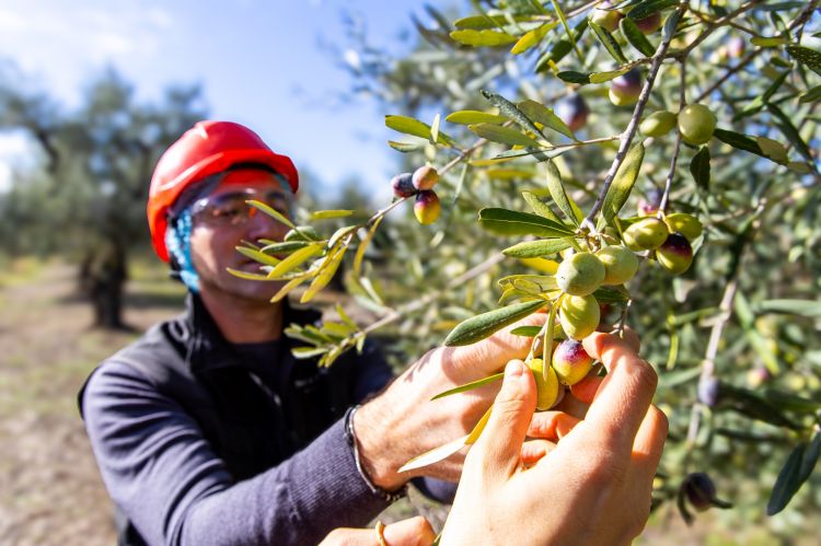 ...e il pugliese&nbsp;Fabio Pisani in un uliveto
