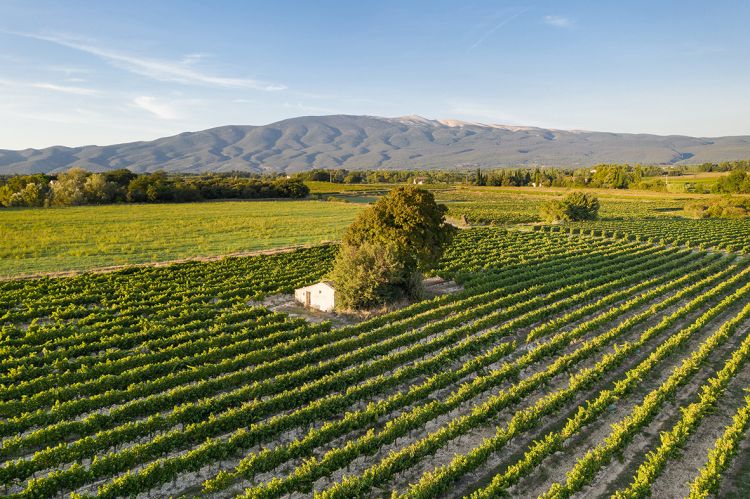 Uno scatto aereo dei vigneti ai piedi di Mont Vent